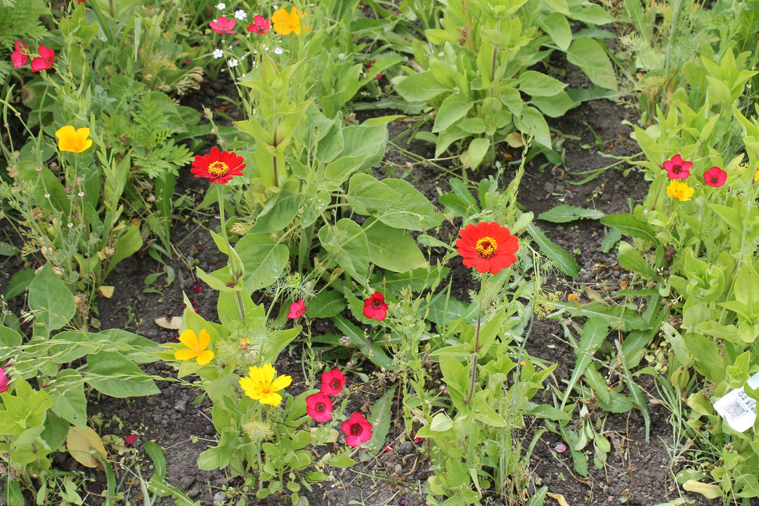 Biblomst nordiske farver i blomst