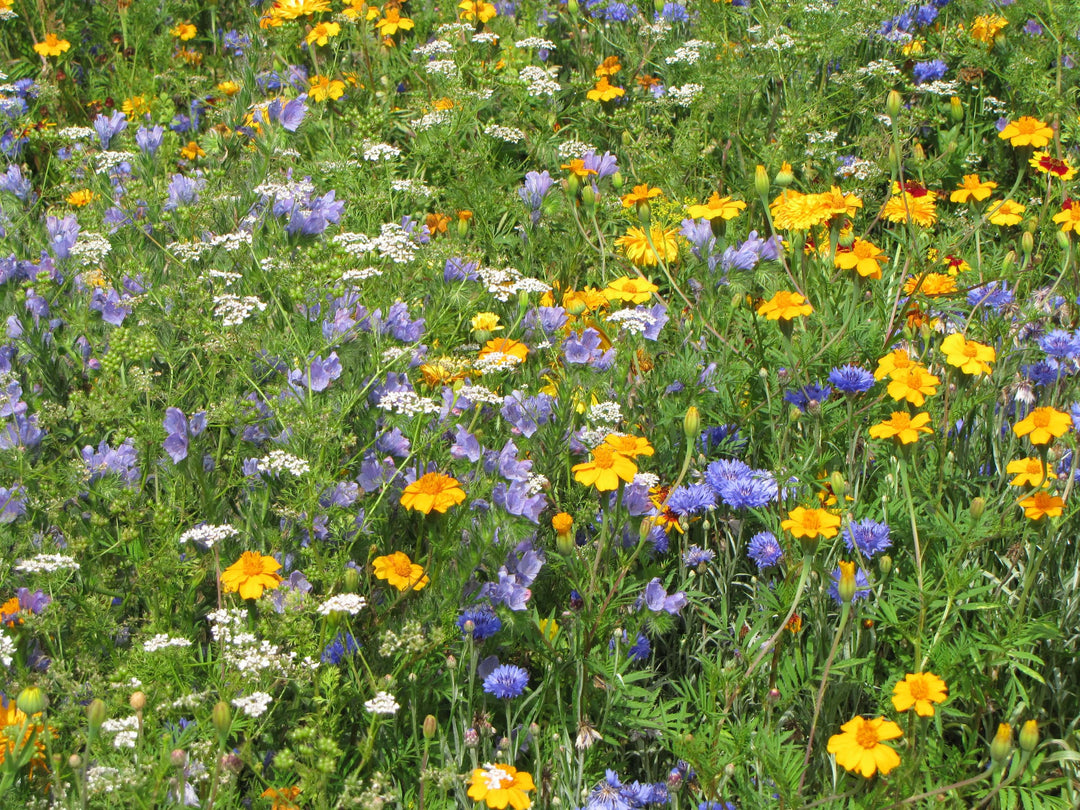 Biblomst nyttedyrsblanding i blomst
