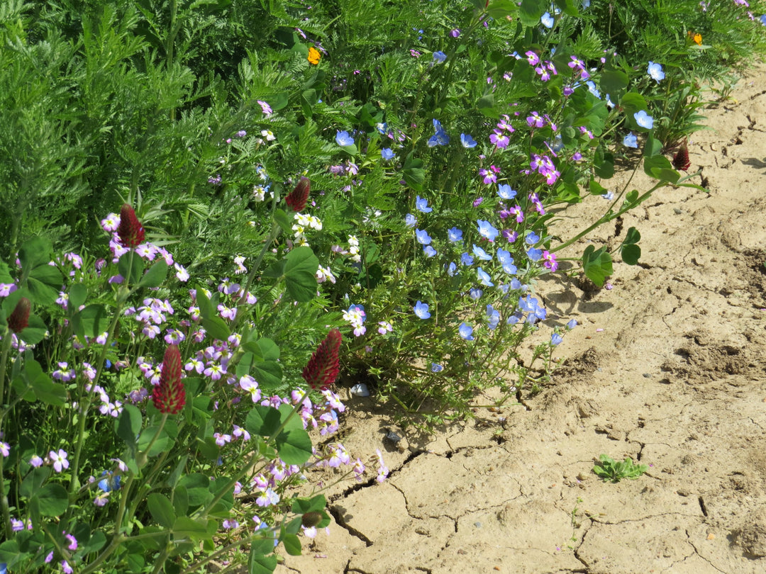 Biblomst sandjordsblanding i blomst