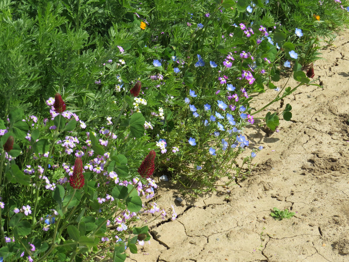 Biblomst sandjordsblanding i blomst