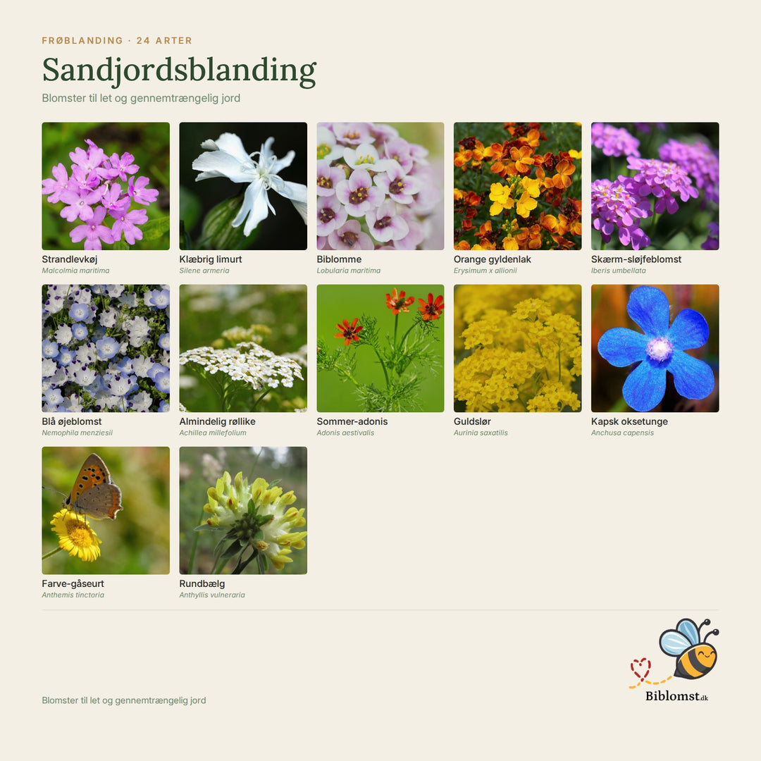 Biblomst sandjordsblanding – oversigt over arterne i blandingen (1)