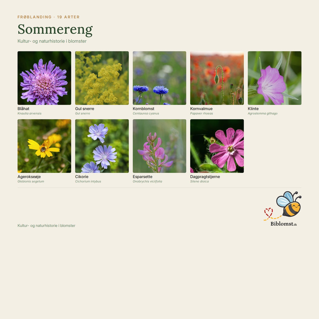 Biblomst sommereng – oversigt over arterne i blandingen (1)