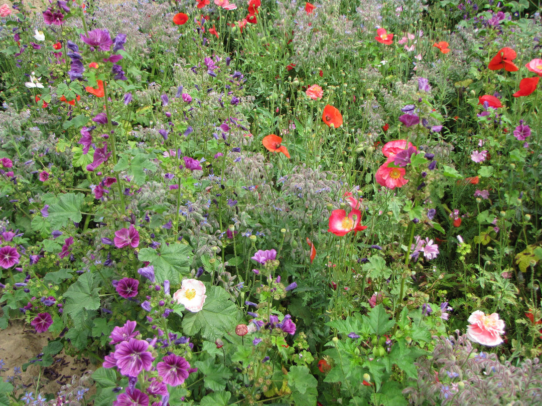 Biblomst skyggebed i blomst