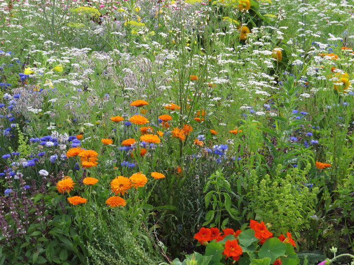 Biblomst spiselig bed, økologisk i blomst