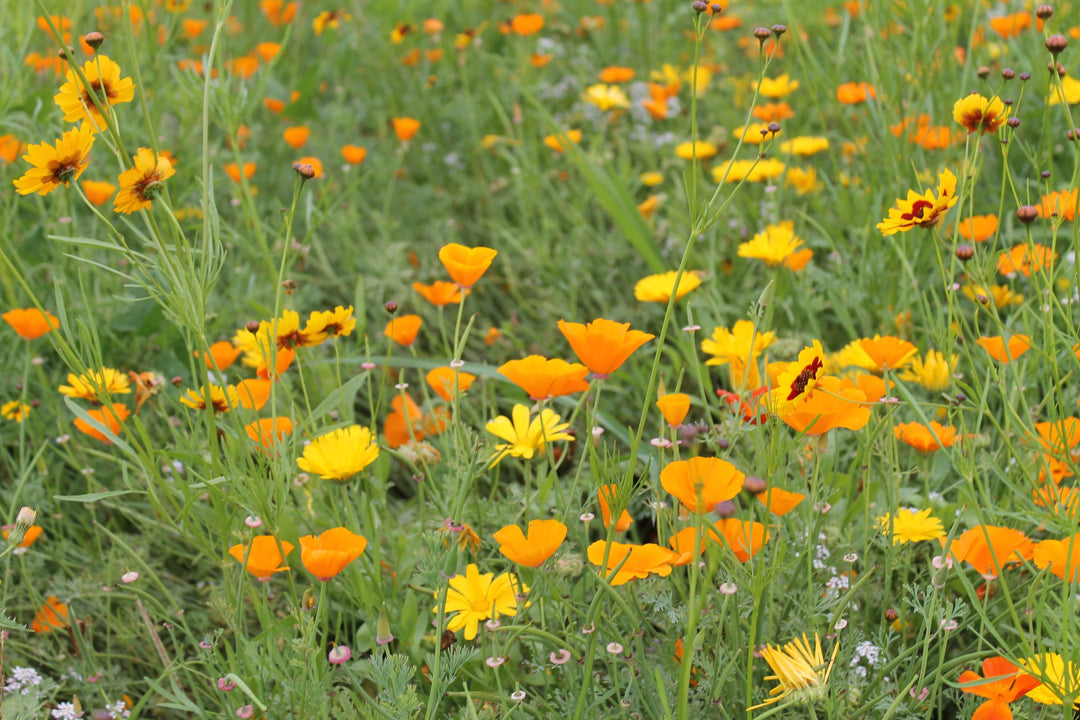 Biblomst stauder uden ventetid i blomst