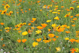 Biblomst stauder uden ventetid – flerårige der blomstrer allerede første sommer