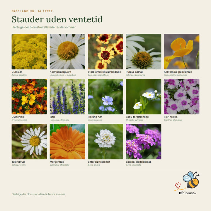 Biblomst stauder uden ventetid – oversigt over arterne i blandingen (1)