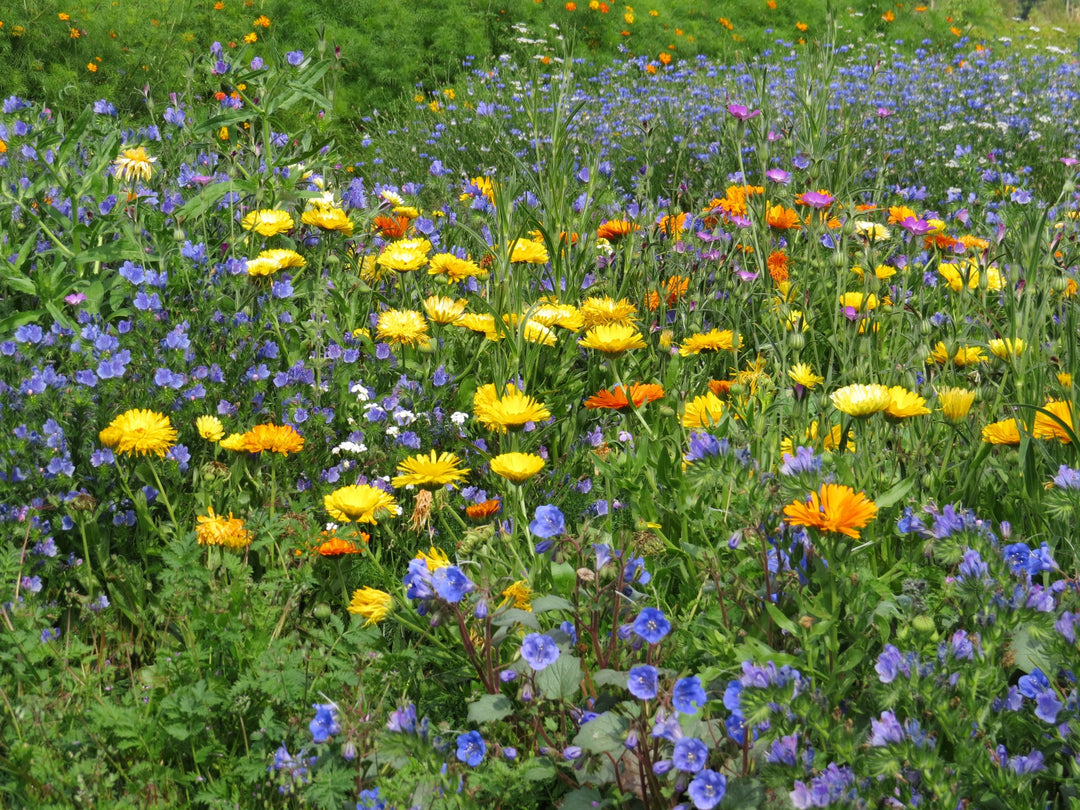 Biblomst stenbed med urter i blomst