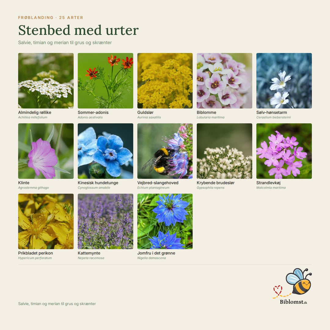 Biblomst stenbed med urter – oversigt over arterne i blandingen (1)