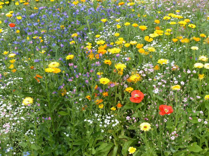 Biblomst tørkeblanding i blomst