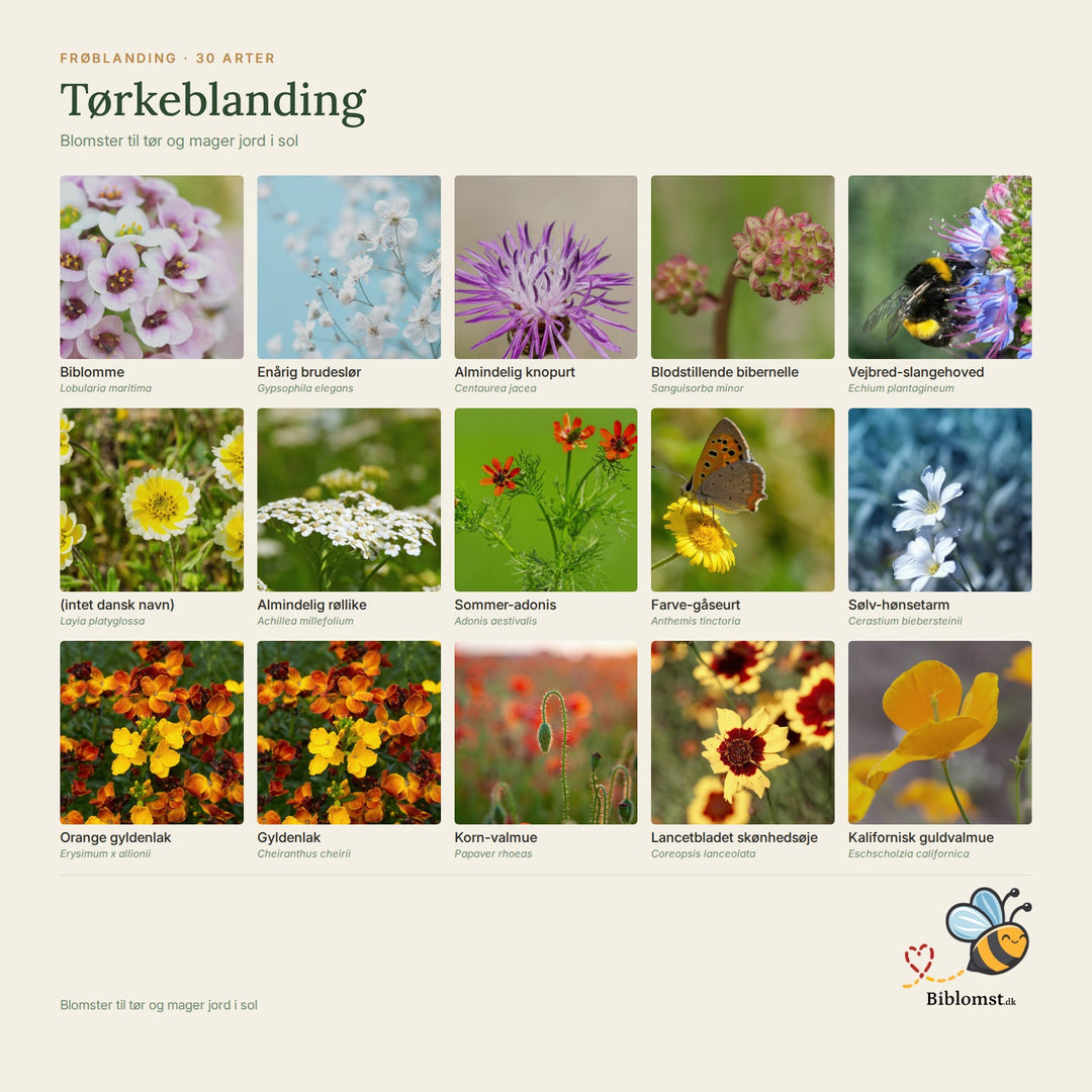Biblomst tørkeblanding – oversigt over arterne i blandingen (1)