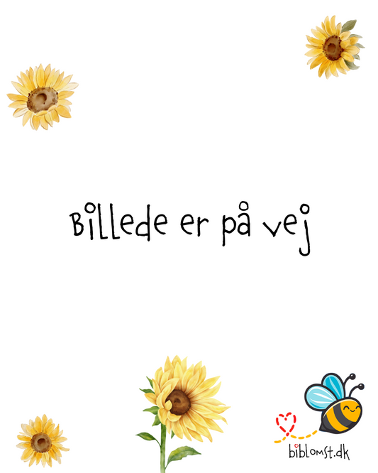 Sunny – sommerblomster, mellemhøje