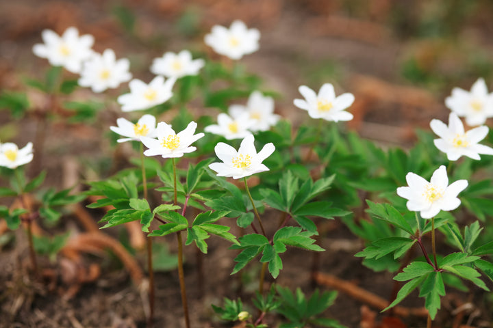 Hvid Anemone - Anemone nemorosa