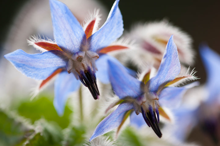 Hjulkrone – Borago officinalis