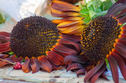 Halvhøj solsikke farvemix - helianthus annuus