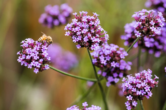 Jernurt - Verbena Bonariensis 'Vanity'