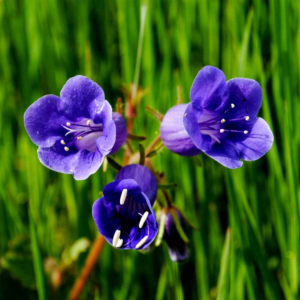 Klokke-honningurt "Desert bluebell" - phacelia campanularia