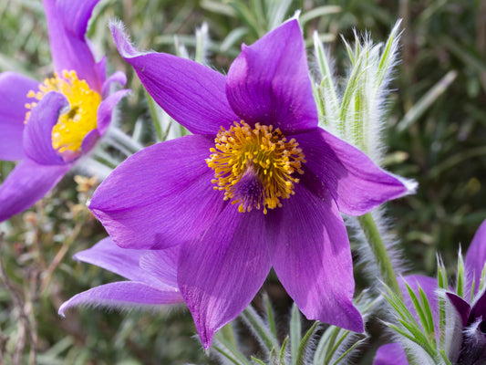 Opret kobjælde, lilla (pulsatilla vulgaris)