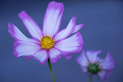 Cosmos bipinnatus 'Daydream'