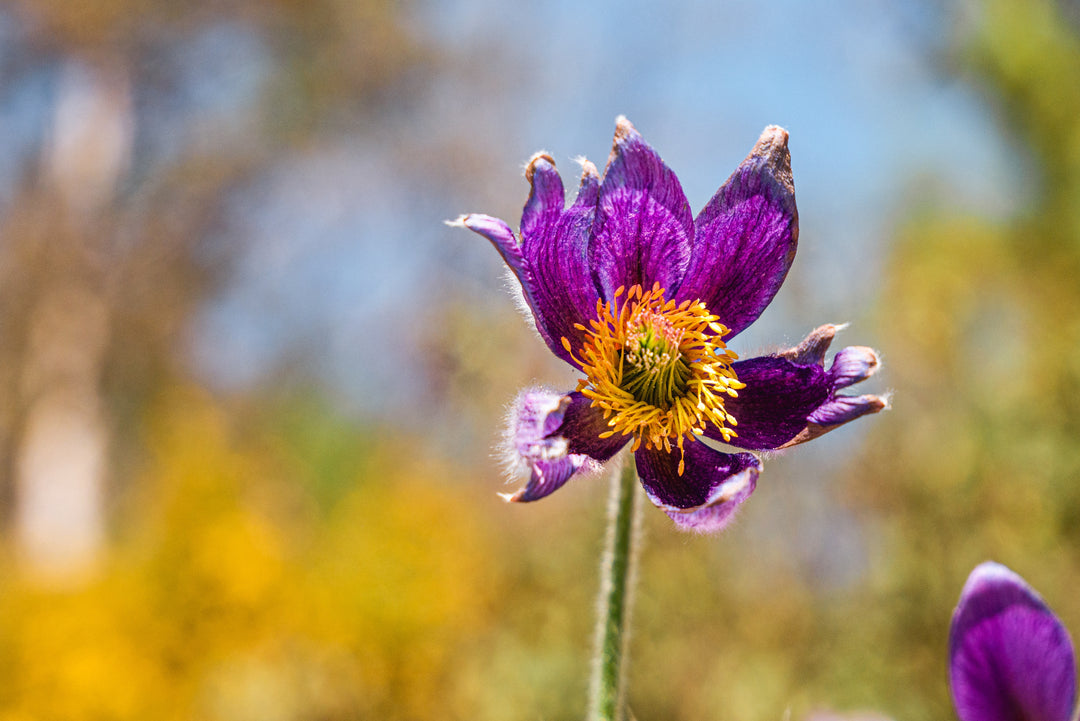 Opret kobjælde, lilla (pulsatilla vulgaris)