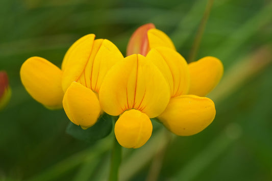 Kællingetand - Lotus corniculatus