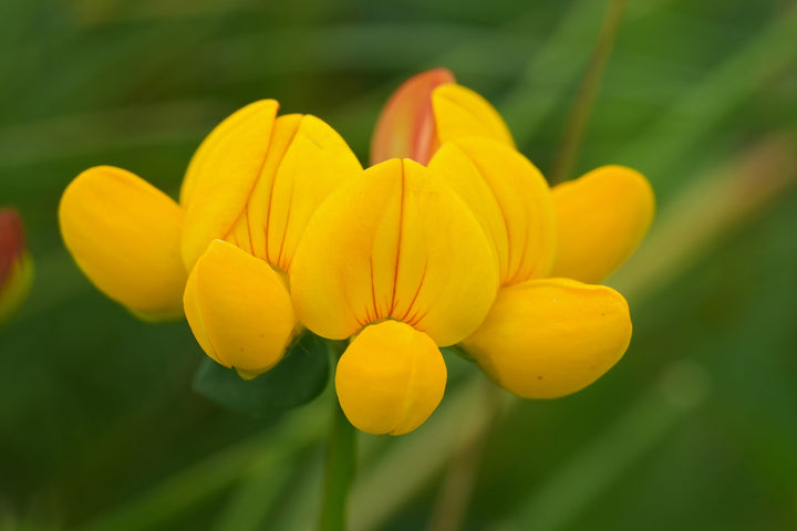 Kællingetand - Lotus corniculatus