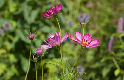 Cosmos bipinnatus 'Daydream'