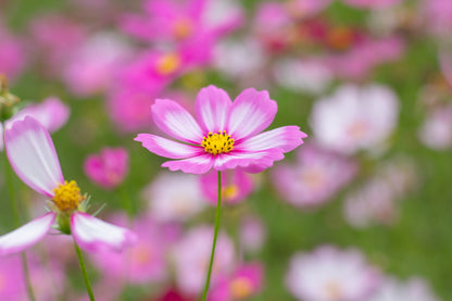 Cosmos bipinnatus 'Daydream'