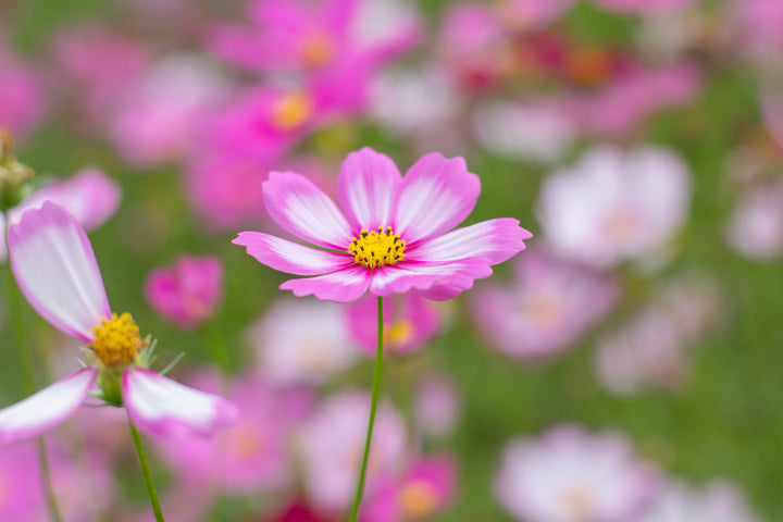 Cosmos bipinnatus 'Daydream'