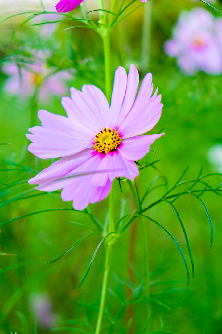 Stolt Kavaler 'sensation pinkie' - Cosmos bipinnatus