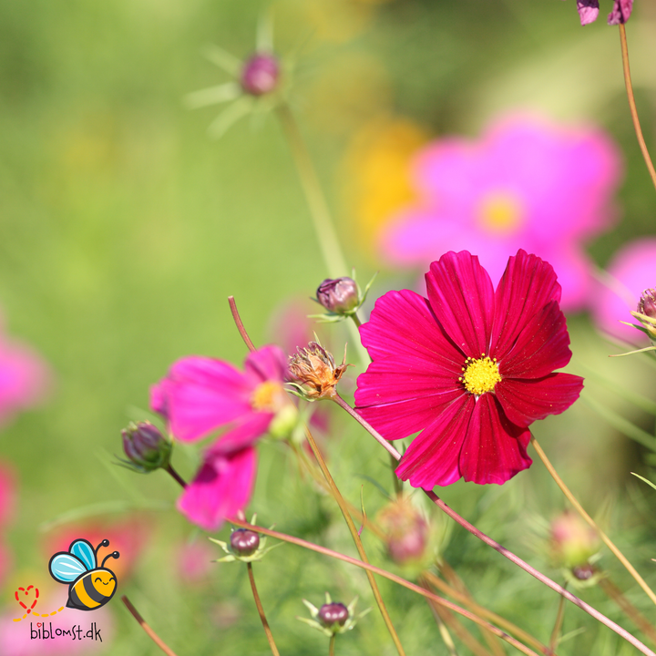 Stolt kavaler/kosmos 22 forskellige slags