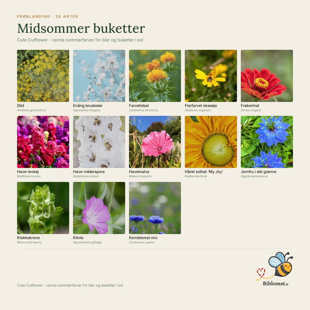 Biblomst midsommer buketter – oversigt over arterne i blandingen (1)