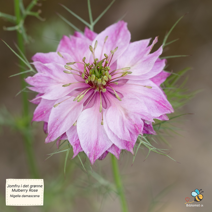 Jomfru i det grønne – Nigella damascena ’Mulberry Rose’