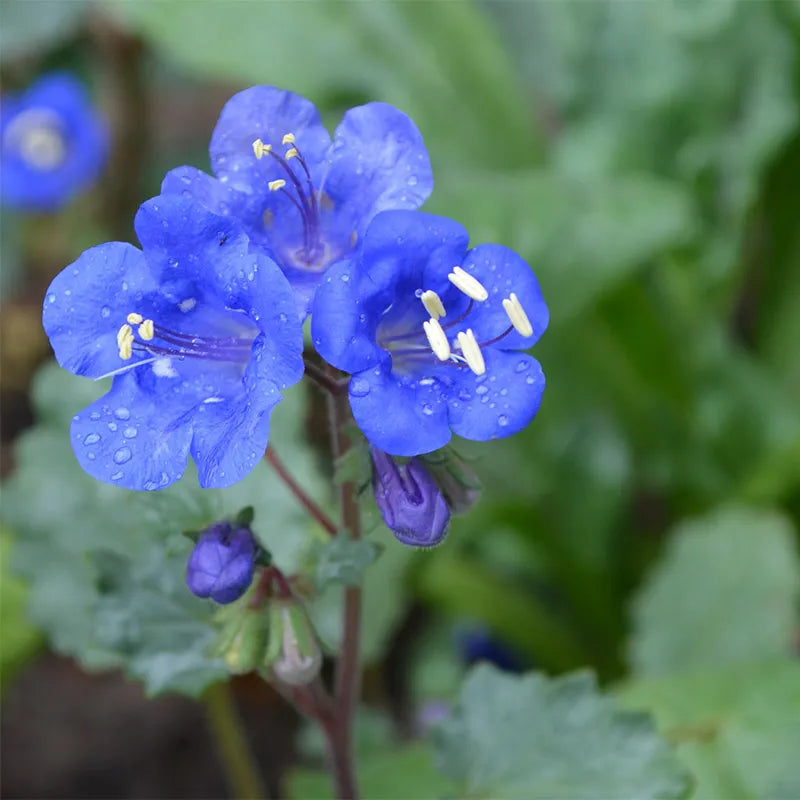 Klokke-honningurt "Desert bluebell" - phacelia campanularia