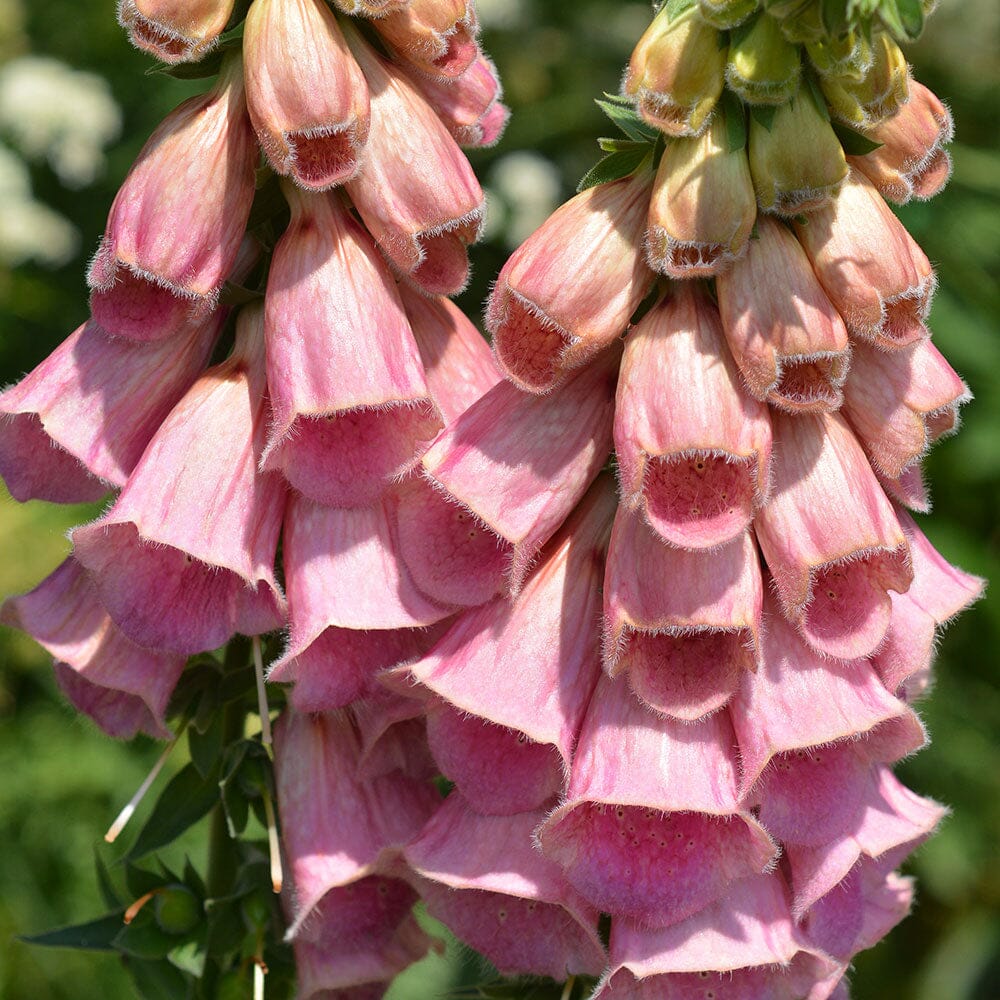 Fingerbøl Dværg - digitalis purpurea – biblomst