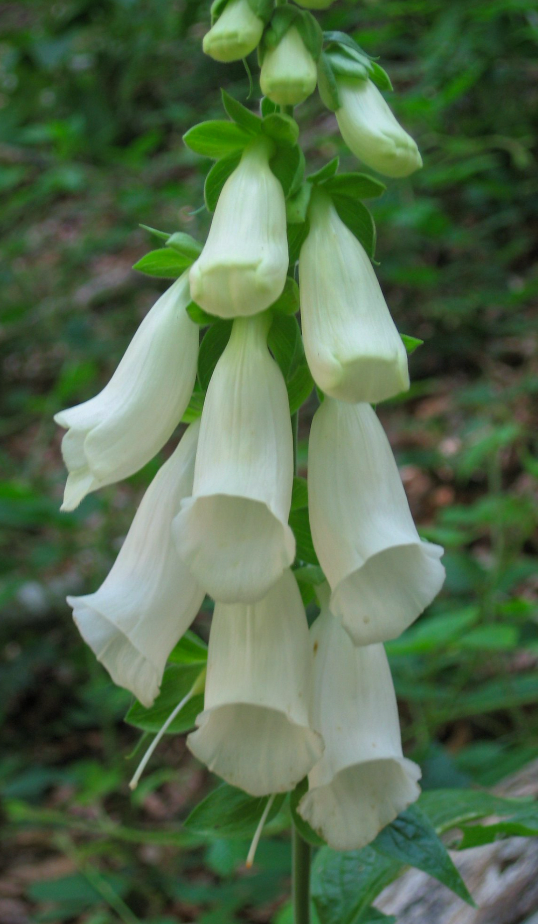 Hvid Fingerbøl – Digitalis purpurea &