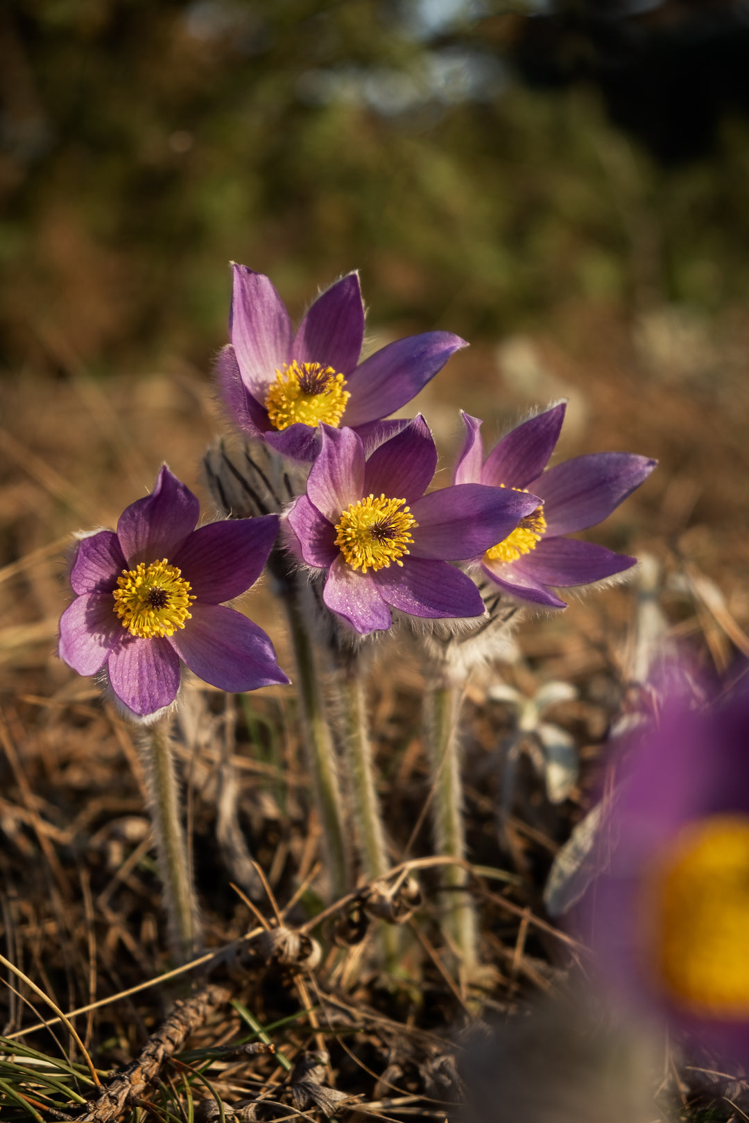 Opret kobjælde, lilla (pulsatilla vulgaris)