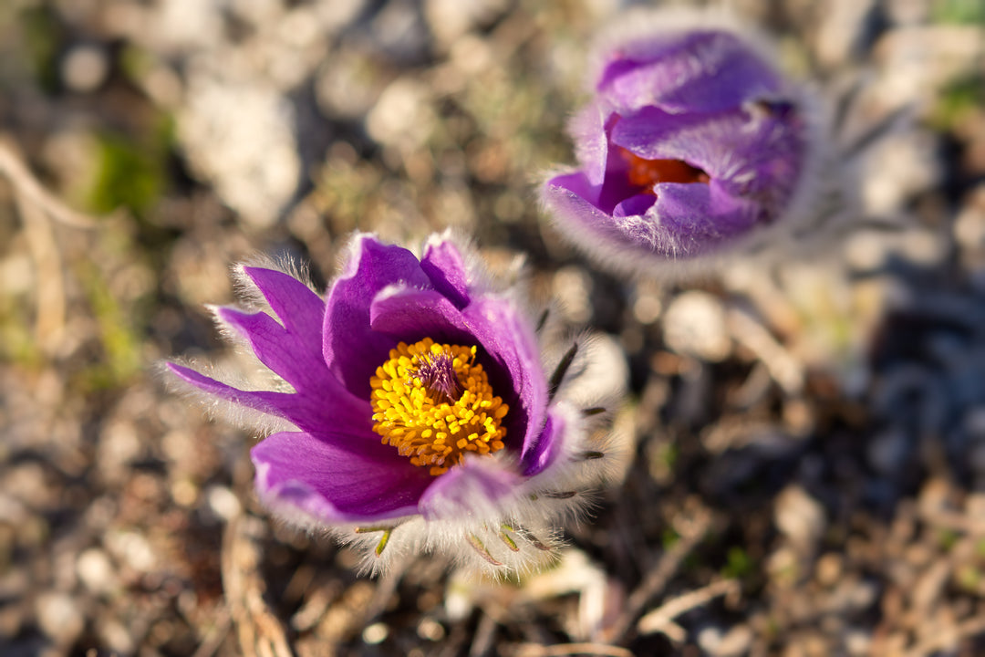 Opret kobjælde, lilla (pulsatilla vulgaris)