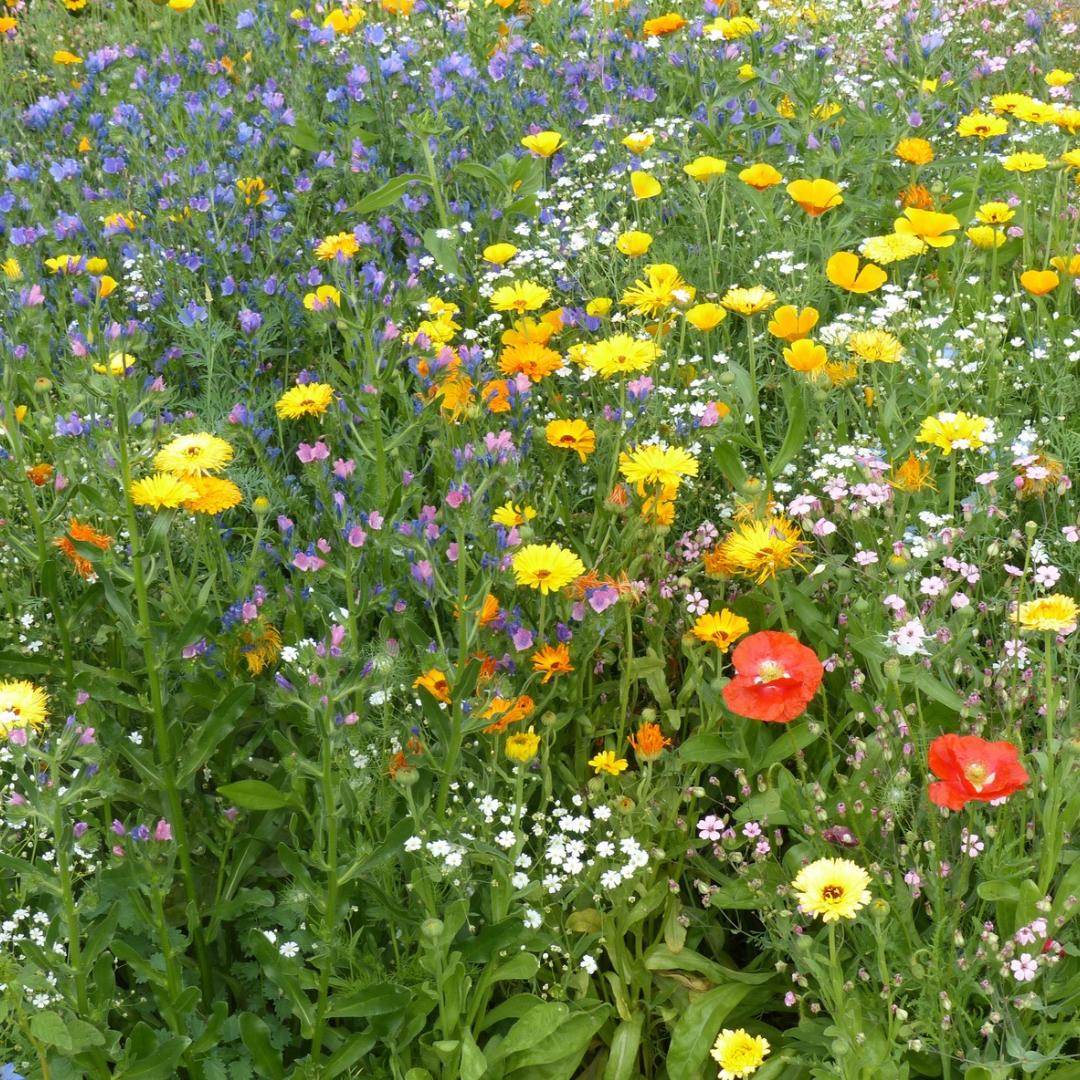 Biblomst tørkeblanding i blomst – blomster til tør og mager jord i sol