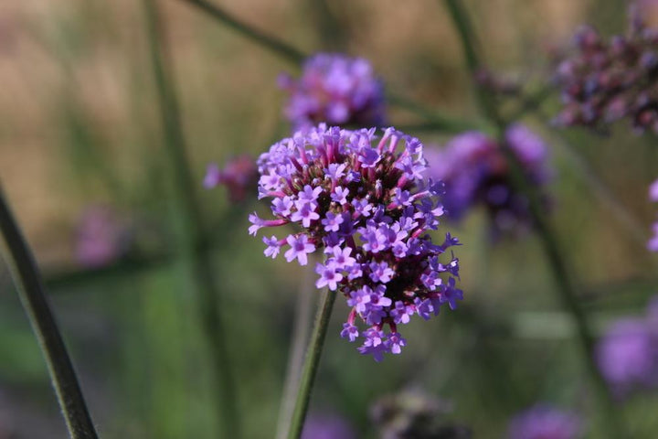 Kæmpe Verbena (Jernurt) - Finesse - verbena bonarensis
