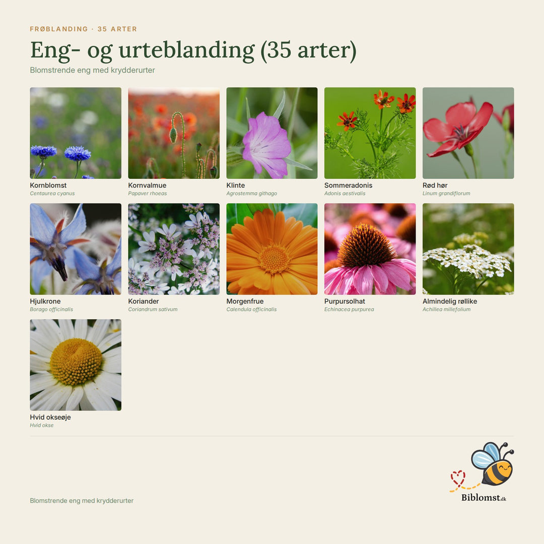 Eng- og urteblanding (35 arter) – oversigt over arterne i blandingen (1)