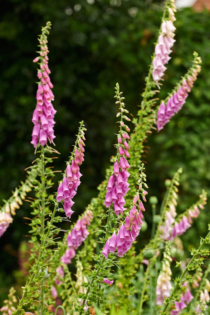 Fingerbøl 'Excelsior' - Digitalis purpurea