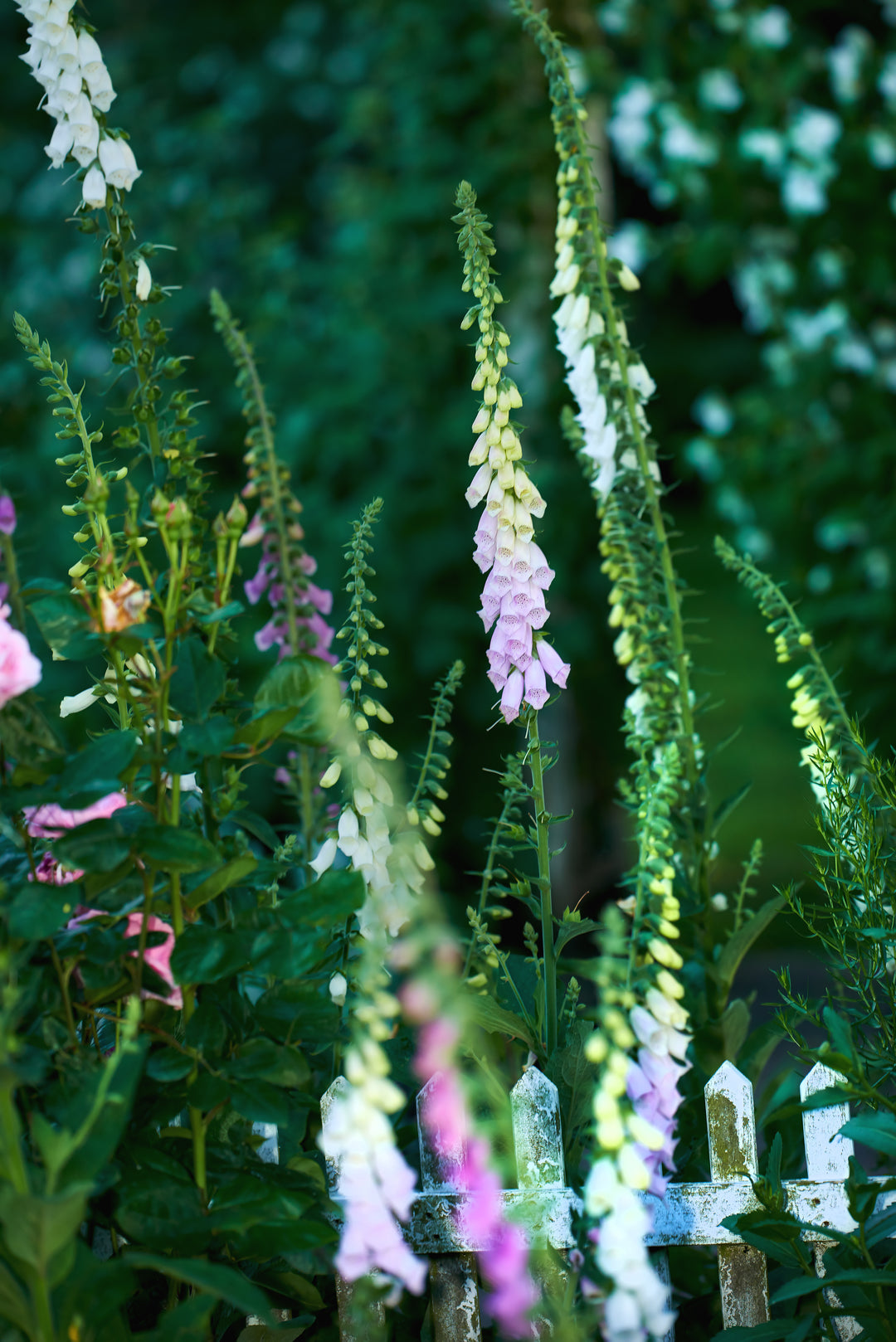 Fingerbøl 'Excelsior' - Digitalis purpurea
