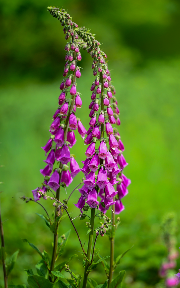 Fingerbøl 'Excelsior' - Digitalis purpurea
