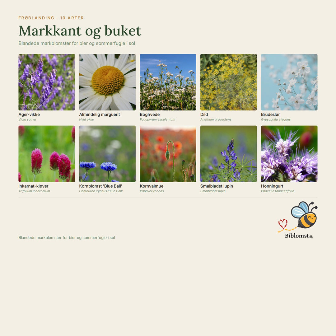 Biblomst markkant og buket – oversigt over arterne i blandingen (1)
