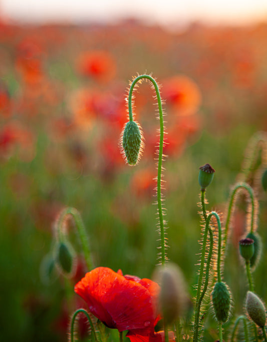 Kornvalmue - Papaver rhoeas