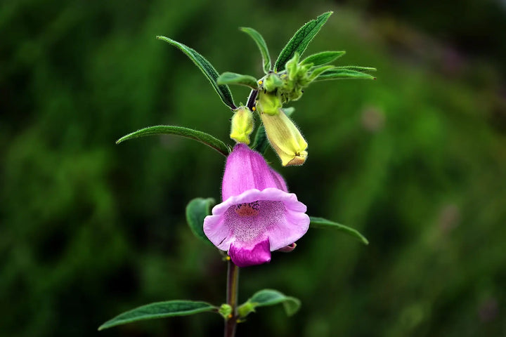Sesam - sesamum indicum L.
