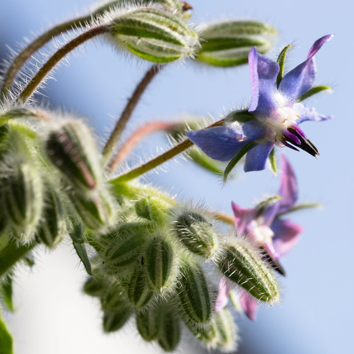 Hjulkrone – Borago officinalis