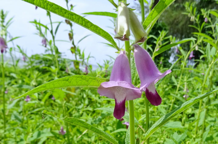 Sesam - sesamum indicum L.