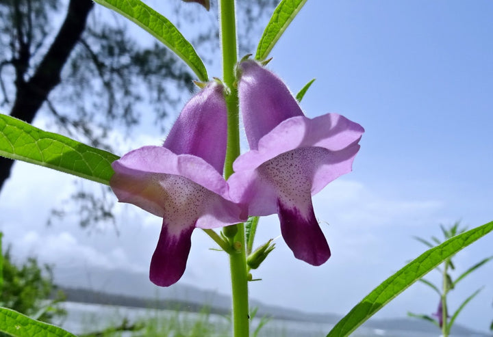 Sesam - sesamum indicum L.